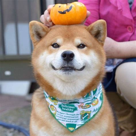 Smiling Shibu Inu puppy with a pumpkin on his head