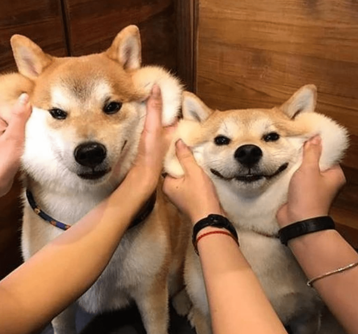Two smiling Shibu Inu dogs
