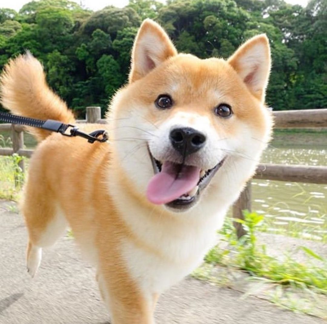 Ecstatic Shiba Inu puppy going for a walk