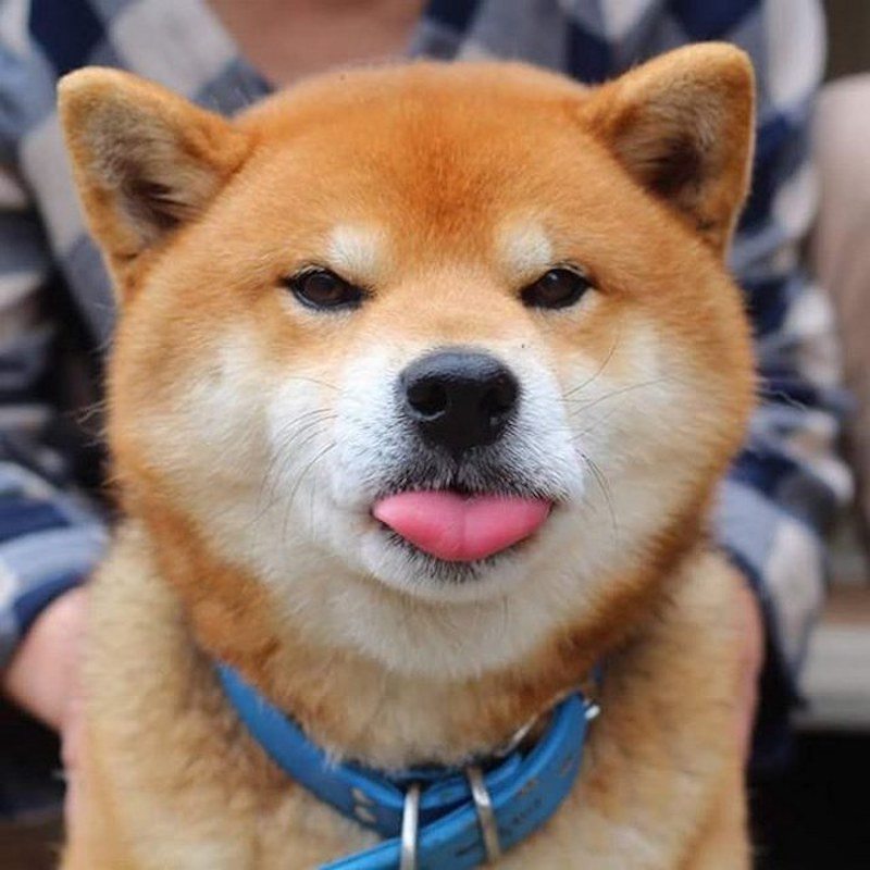 Beautiful Shiba Inu puppy blowing a raspberry