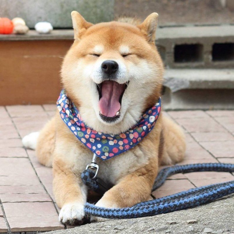 Yawning Shibu Inu tired after a long walk